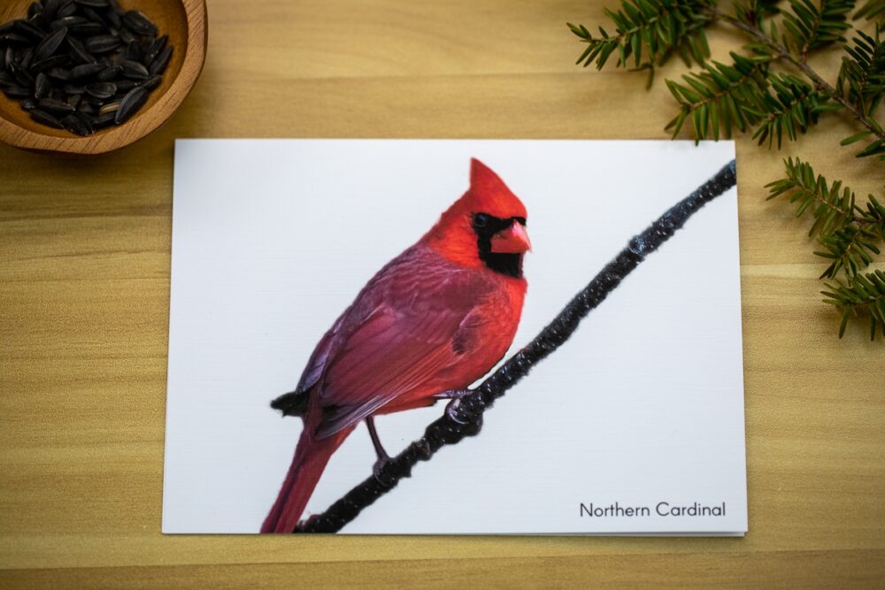 Birds on Branches Greeting Card Set - Image 3