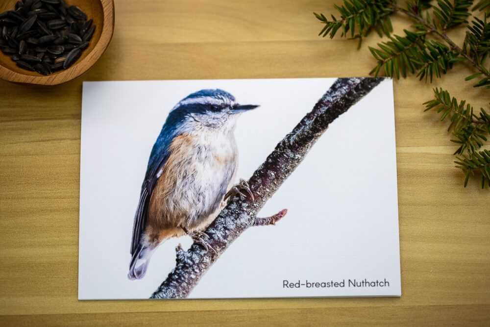 Single Red-breasted Nuthatch on a Branch Greeting Card