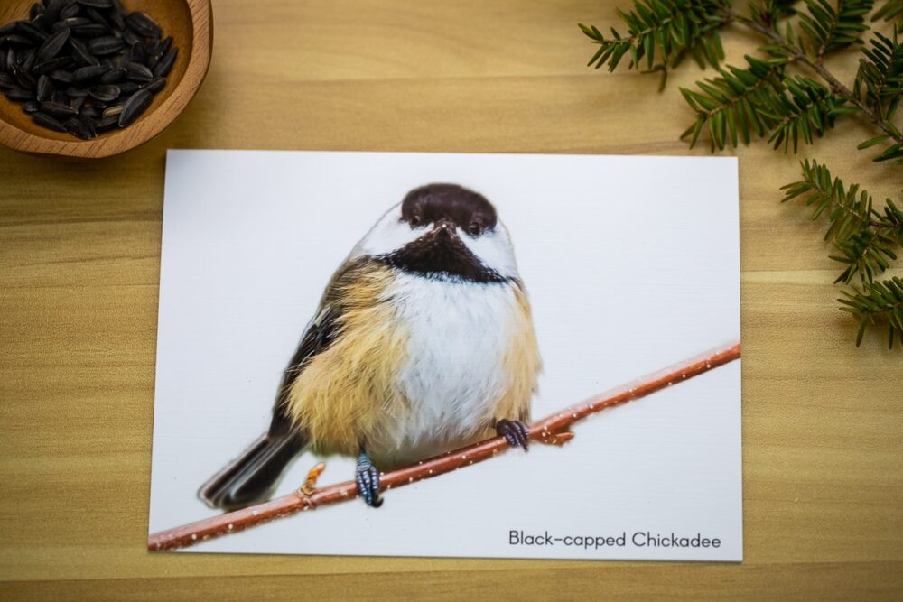 Birds on Branches Greeting Card Set - Image 2