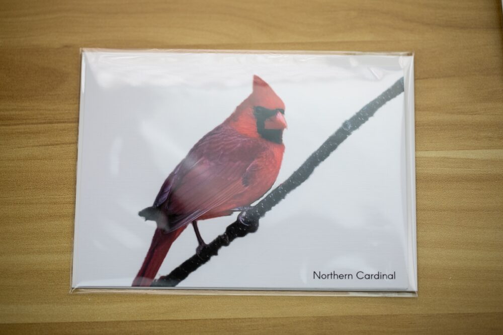 Single Northern Cardinal on a Branch Greeting Card - Image 3
