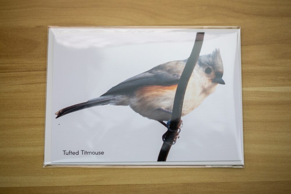 Single Tufted Titmouse on a Branch Greeting Card - Image 3