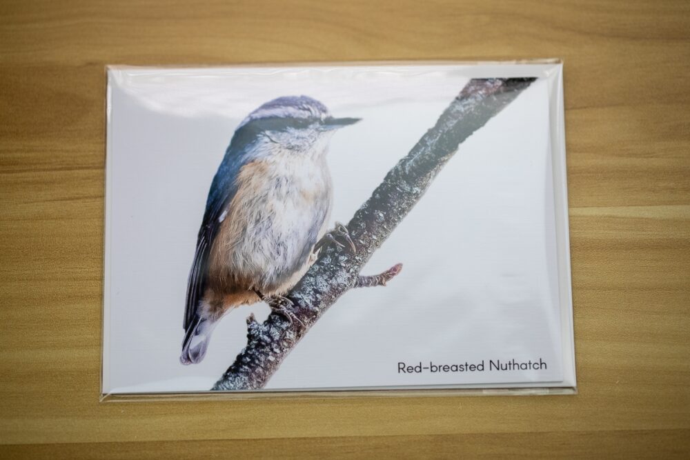 Single Red-breasted Nuthatch on a Branch Greeting Card - Image 3