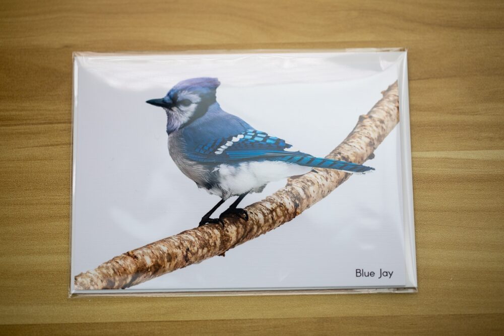 Single Blue Jay on a Branch Greeting Card - Image 3
