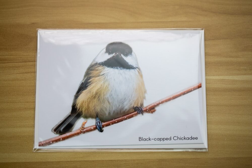 Single Chickadee on a Branch Greeting Card - Image 3
