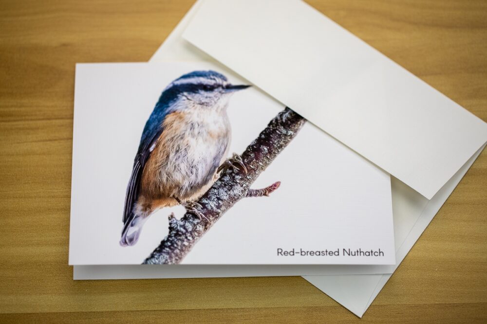 Single Red-breasted Nuthatch on a Branch Greeting Card - Image 2