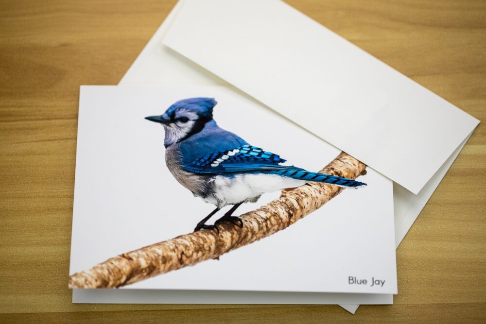 Birds on Branches Greeting Card Set - Image 10