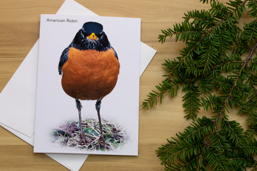 Single American Robin on the ground Greeting Card - Image 2