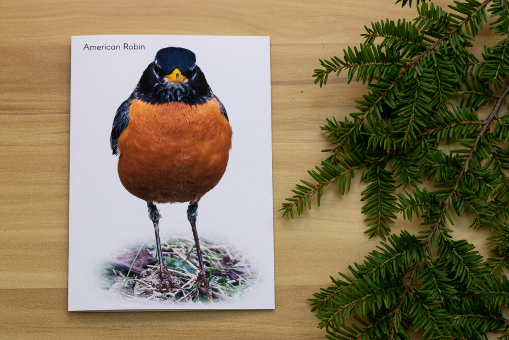 Single American Robin on the ground Greeting Card