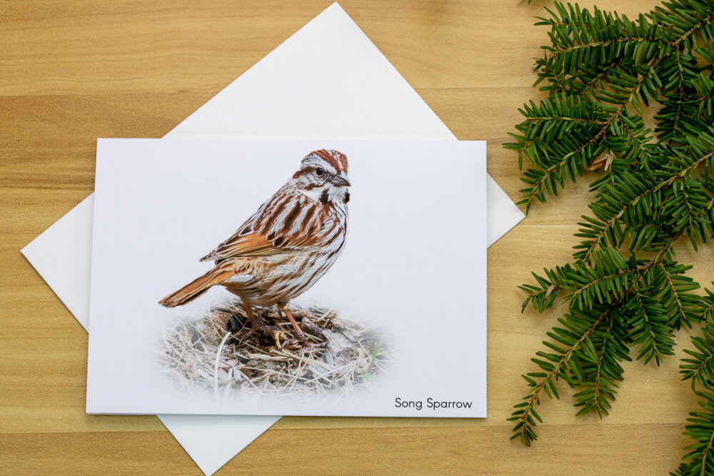 Single Song Sparrow on the ground Greeting Card