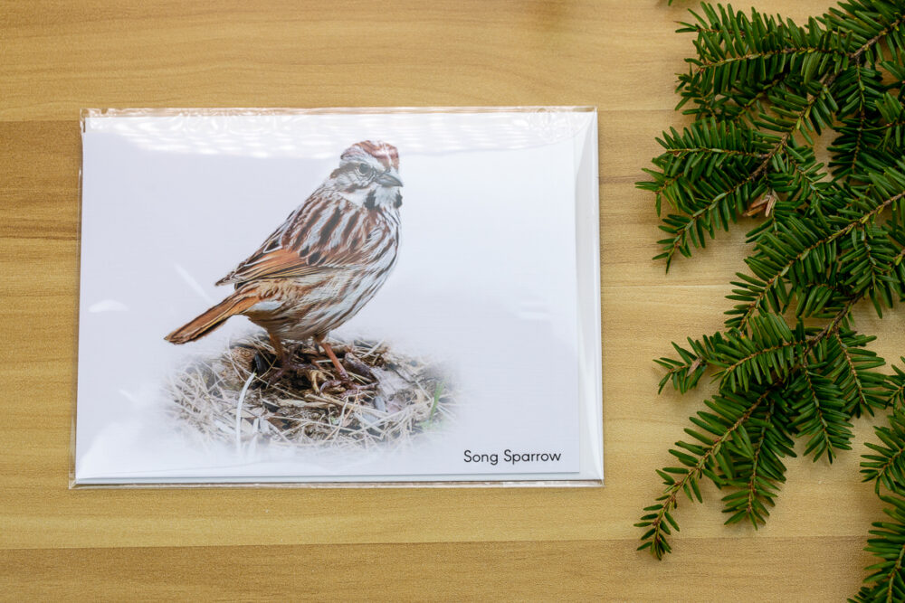 Single Song Sparrow on the ground Greeting Card - Image 2