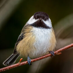 A chickadee perched on a branch in the woods of Maine