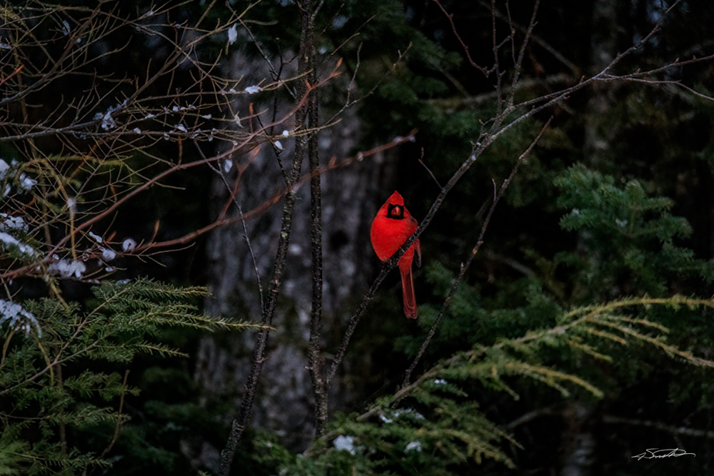 A bright red cardinal on a branch in the woods