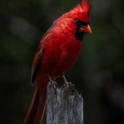 Cardinal on a post 1