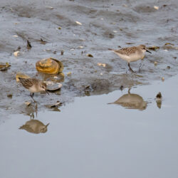 Shore Birds Reflect Freeport
