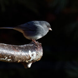 Junco on a limb