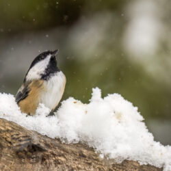 Chickadee singing in the snow