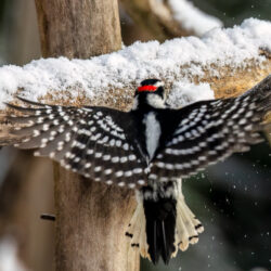 Downey Woodpecker wing spread in flight