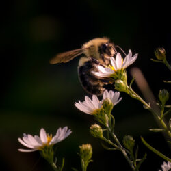 bee on a flower in the sunshine