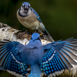 Blue Jays on a Birch Branch