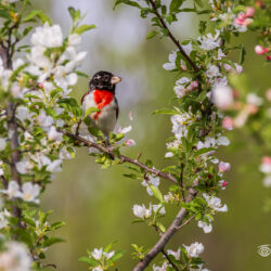 Male Rose-breasted Grosbeak perched among white and pink spring blossoms with a soft green background