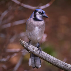Blue Jay perched on a weathered branch with a soft brown woodland background