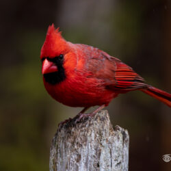 Male Northern Cardinal perched on a weathered wooden post during light rain with a dark woodland background