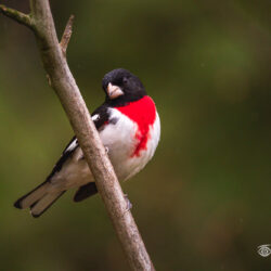 Male Rose-breasted Grosbeak perched on a branch during light rain with a soft green woodland background