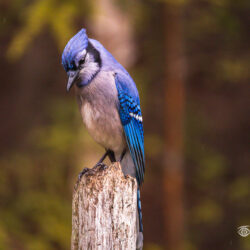 Blue Jay perched on a weathered wooden post during light rain with a dark woodland background