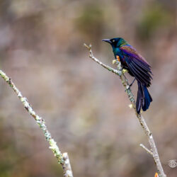 Common Grackle perched on a lichen-covered branch with iridescent blue and purple feathers against a soft woodland background