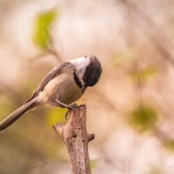 Black-capped Chickadee looking downward while perched on a weathered branch with a soft woodland background