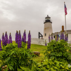 Purple lupines blooming in the foreground with Pemaquid Point Lighthouse and white picket fence in Bristol, Maine.