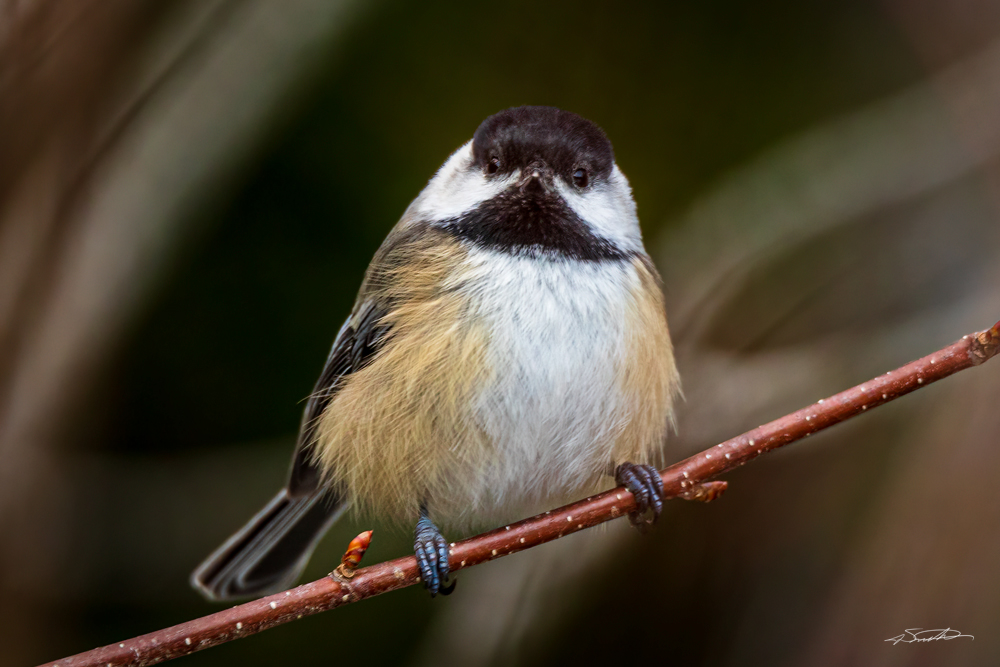 A chickadee perched on a branch in the woods of Maine