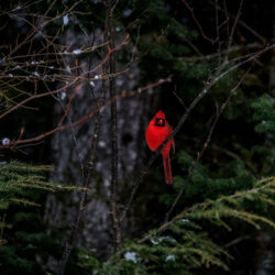 A bright red cardinal on a branch in the woods
