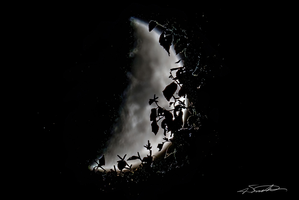 a photo of the moon through the forest trees