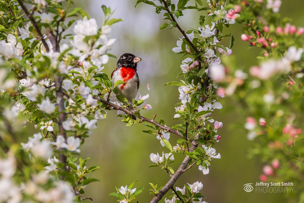 Male Rose-breasted Grosbeak perched among white and pink spring blossoms with a soft green background